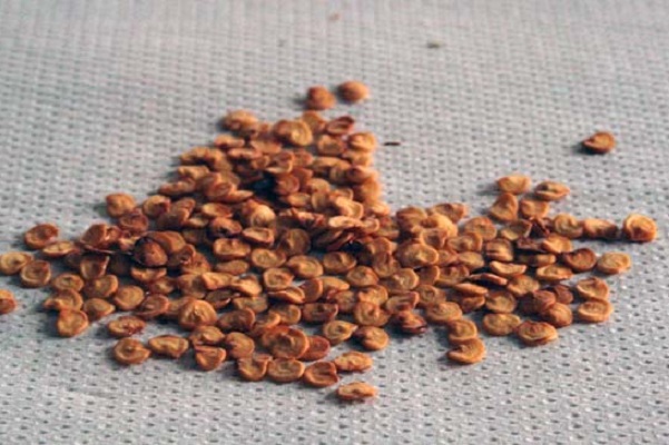 Semi di peperoncino: come conservarli nel modo corretto