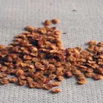 Semi di peperoncino: come conservarli nel modo corretto