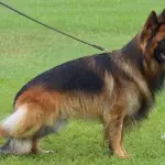 Come curare il pelo del pastore tedesco