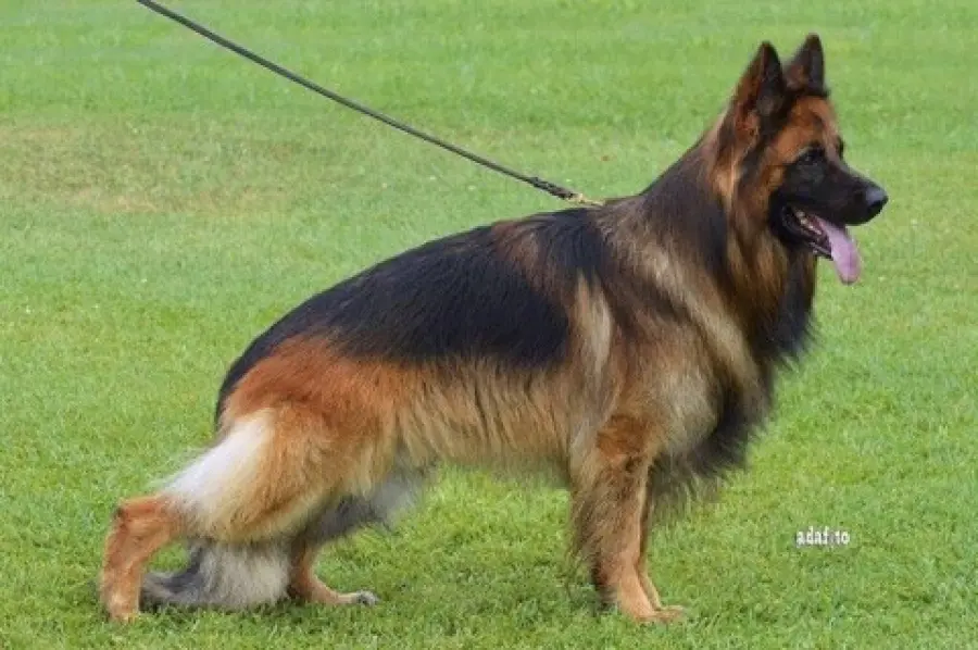 Come curare il pelo del pastore tedesco