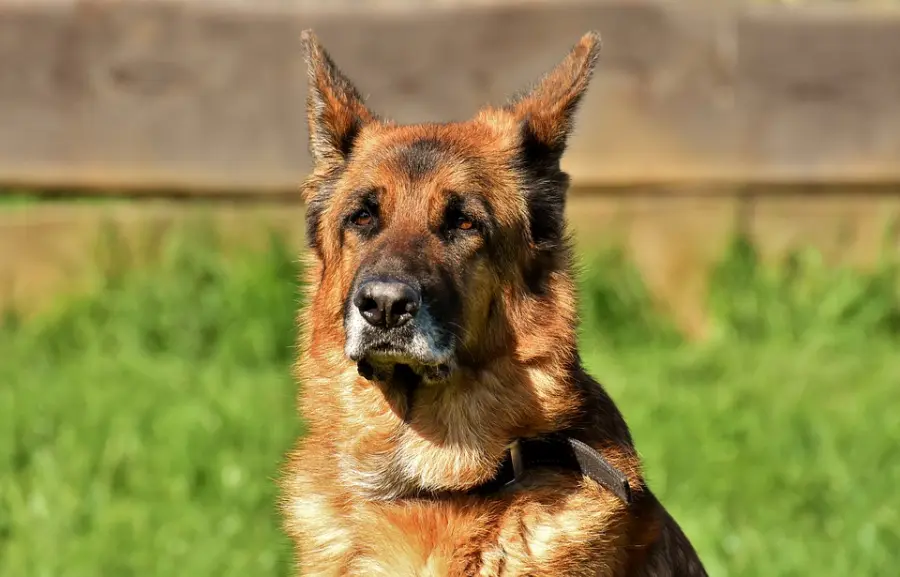 Il cane di casa: Controlli per le vacanze