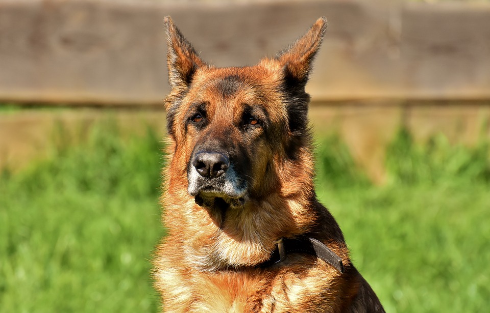 Il cane di casa: Controlli per le vacanze