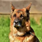 Il cane di casa: Controlli per le vacanze