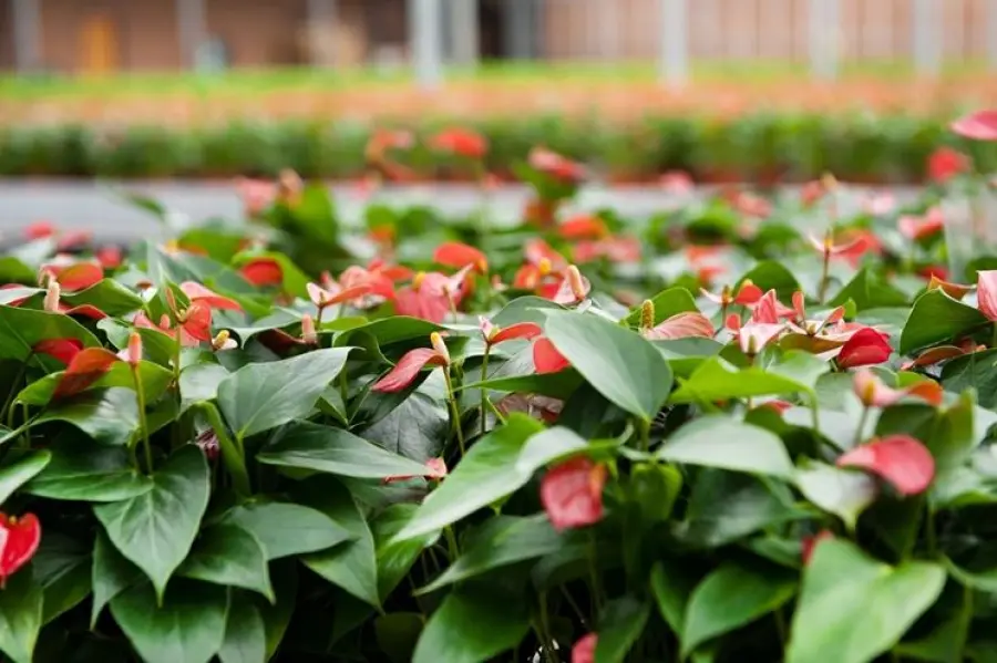 Come tenere un Anthurium Petit Champ in casa
