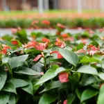 Come tenere un Anthurium Petit Champ in casa