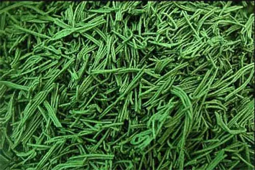 Spirulina: l’alga super- food che non può mancare nella tua dieta