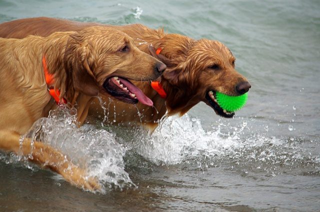 cani in vacanza